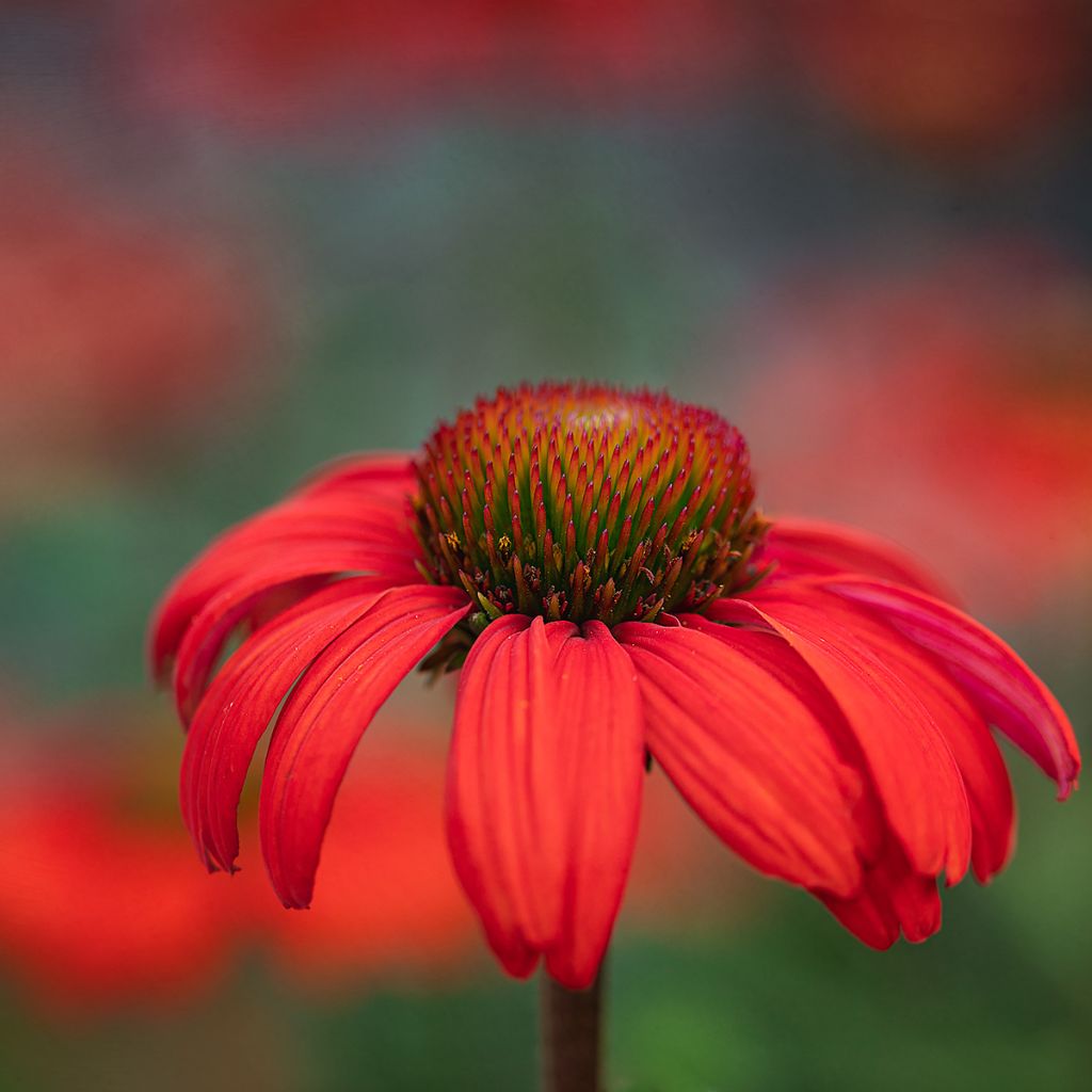 Echinacea purpurea Kismet Orange Intense - Purple Coneflower