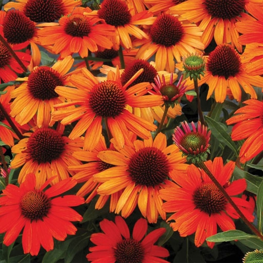 Echinacea purpurea Kismet Orange Intense - Purple Coneflower