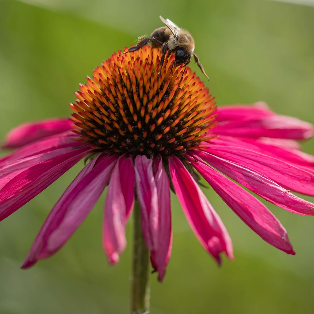 Echinacea purpurea Kismet Raspberry - Purple Coneflower