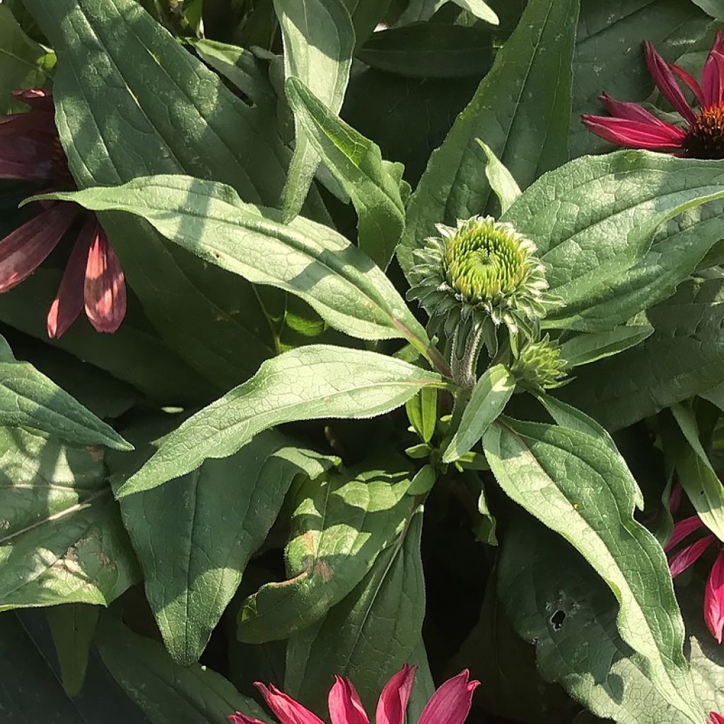 Echinacea purpurea Kismet Raspberry - Purple Coneflower