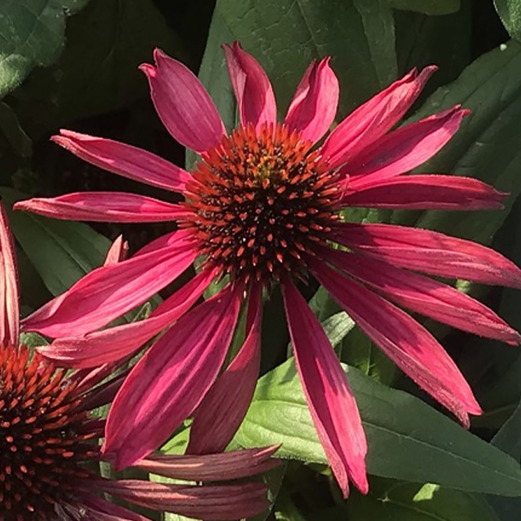 Echinacea purpurea Kismet Raspberry - Purple Coneflower