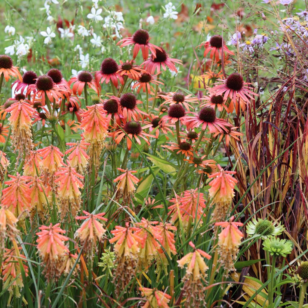 Echinacea Orange Skipper - Purple Coneflower