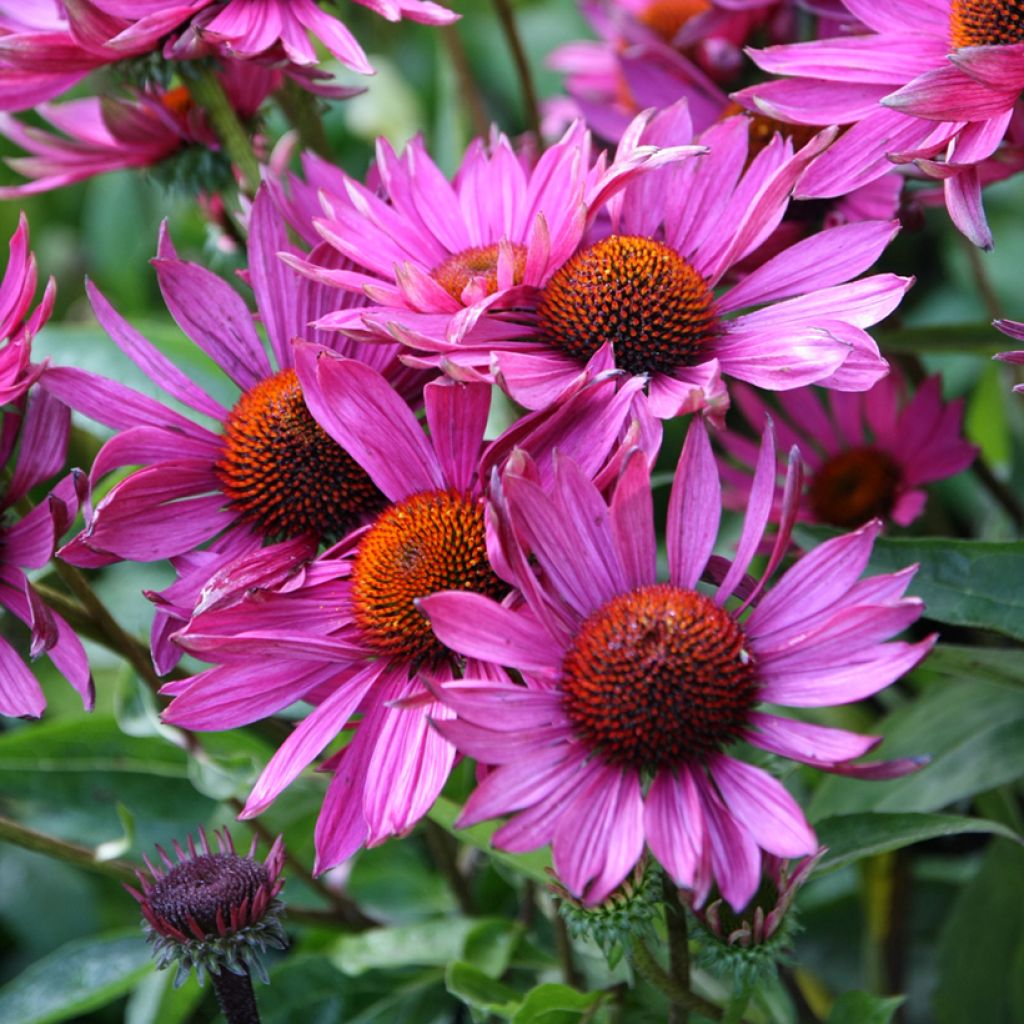 Echinacea purpurea Robin Hood - Purple Coneflower