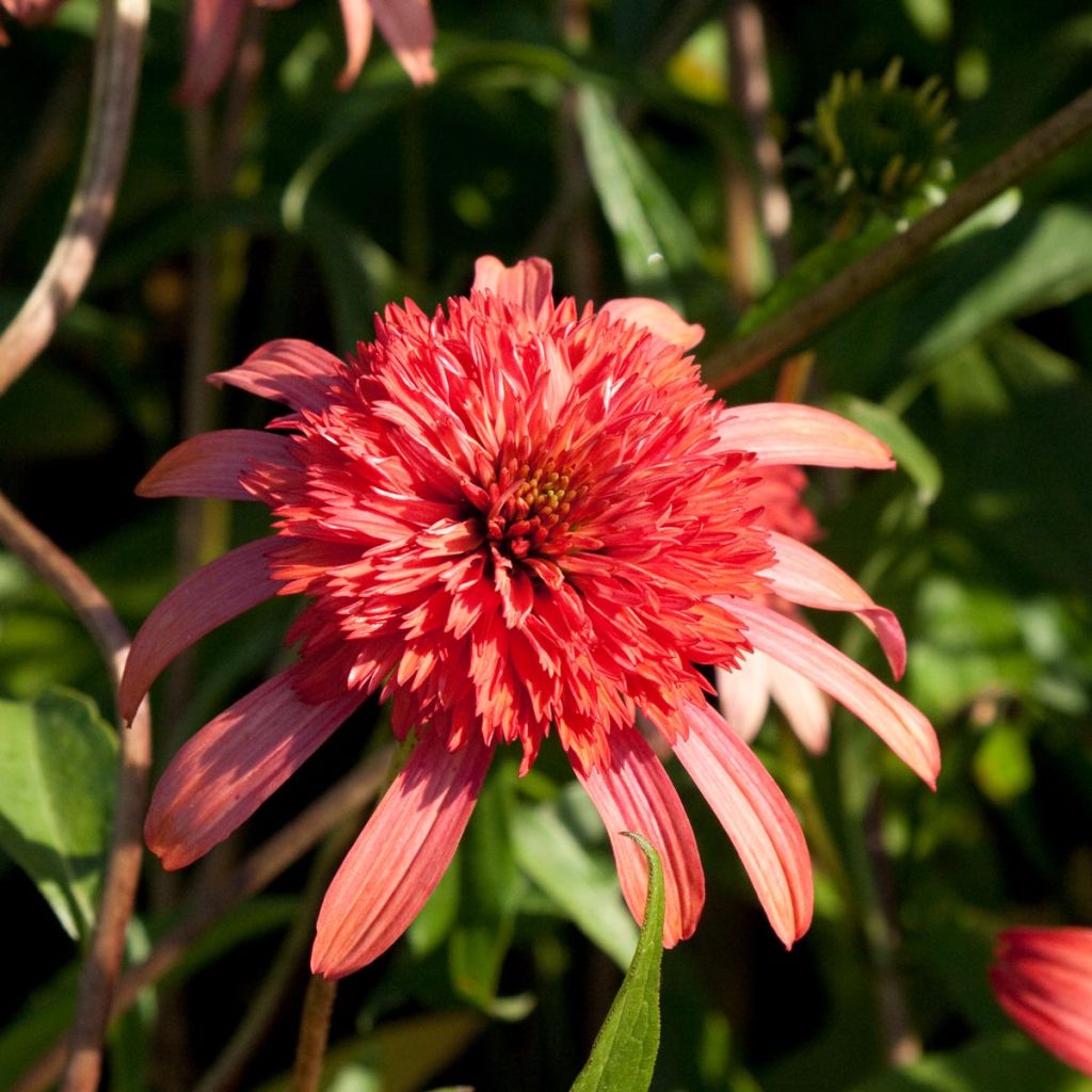 Echinacea purpurea Secret Passion - Purple Coneflower