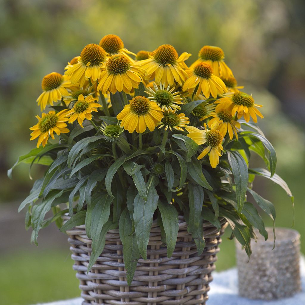 Echinacea purpurea Sun Magic Vintage Yellow - Purple Coneflower