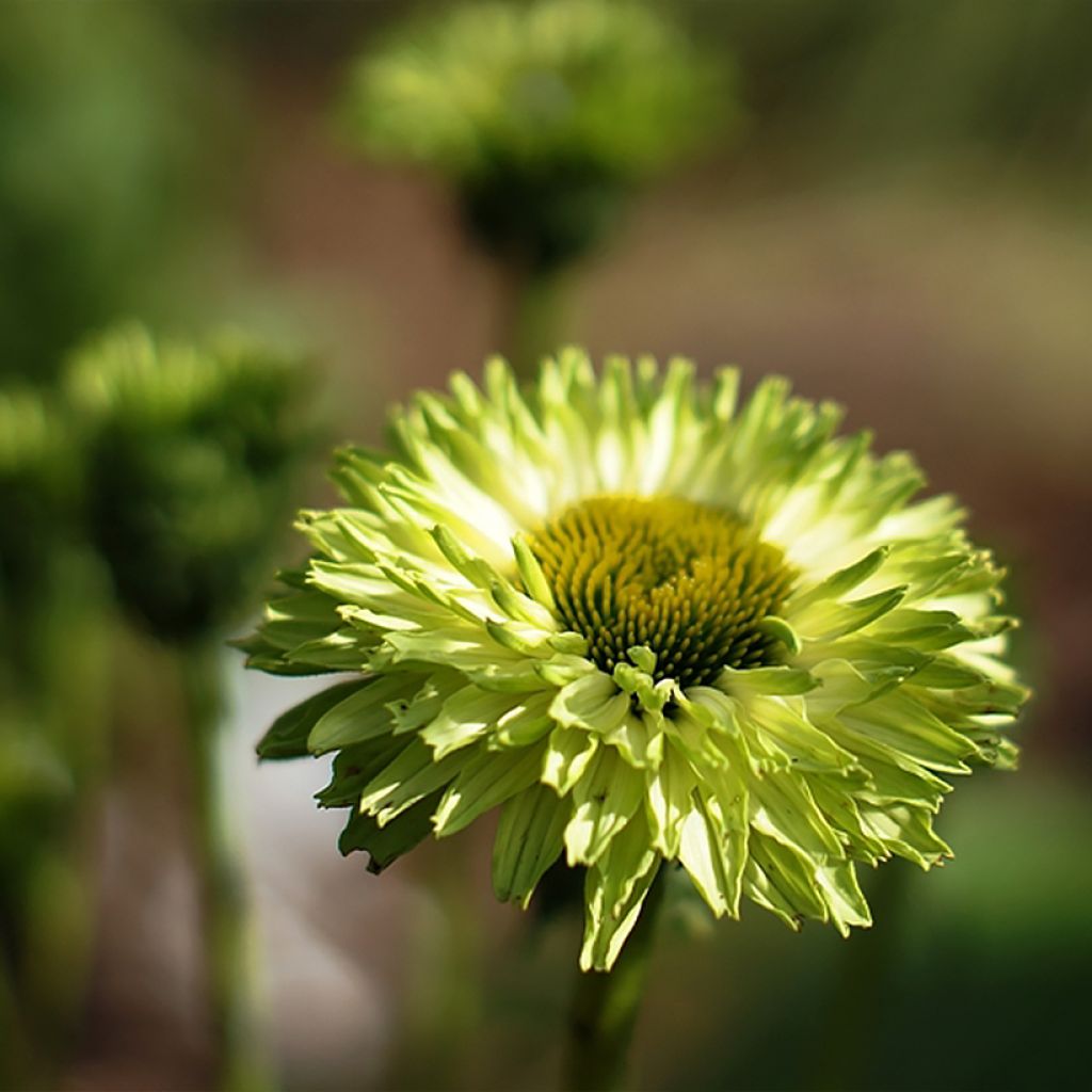 Echinacea SunSeekers Apple Green - Purple Coneflower