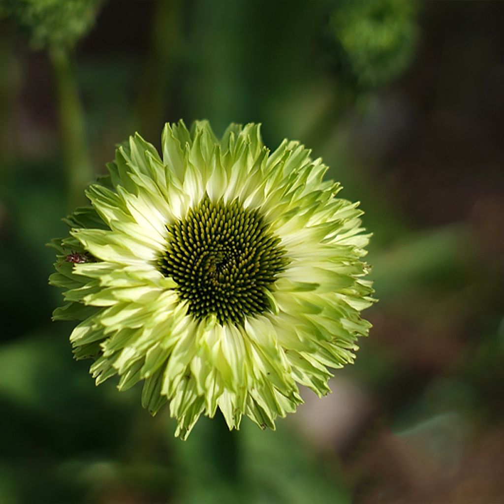 Echinacea SunSeekers Apple Green - Purple Coneflower