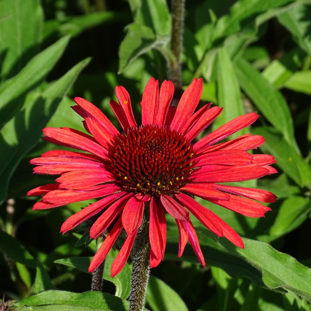 Echinacea SunSeekers Orange - Echinacée