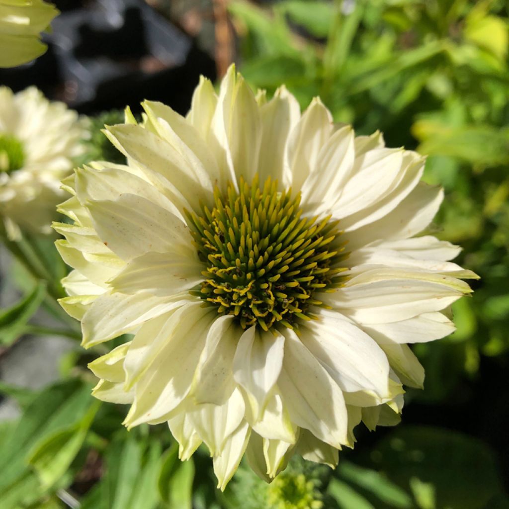 Echinacea SunSeekers White Perfection - Echinacée