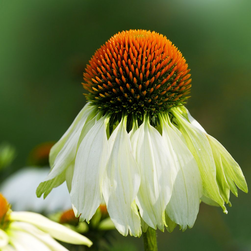 Echinacea purpurea 'Alba'