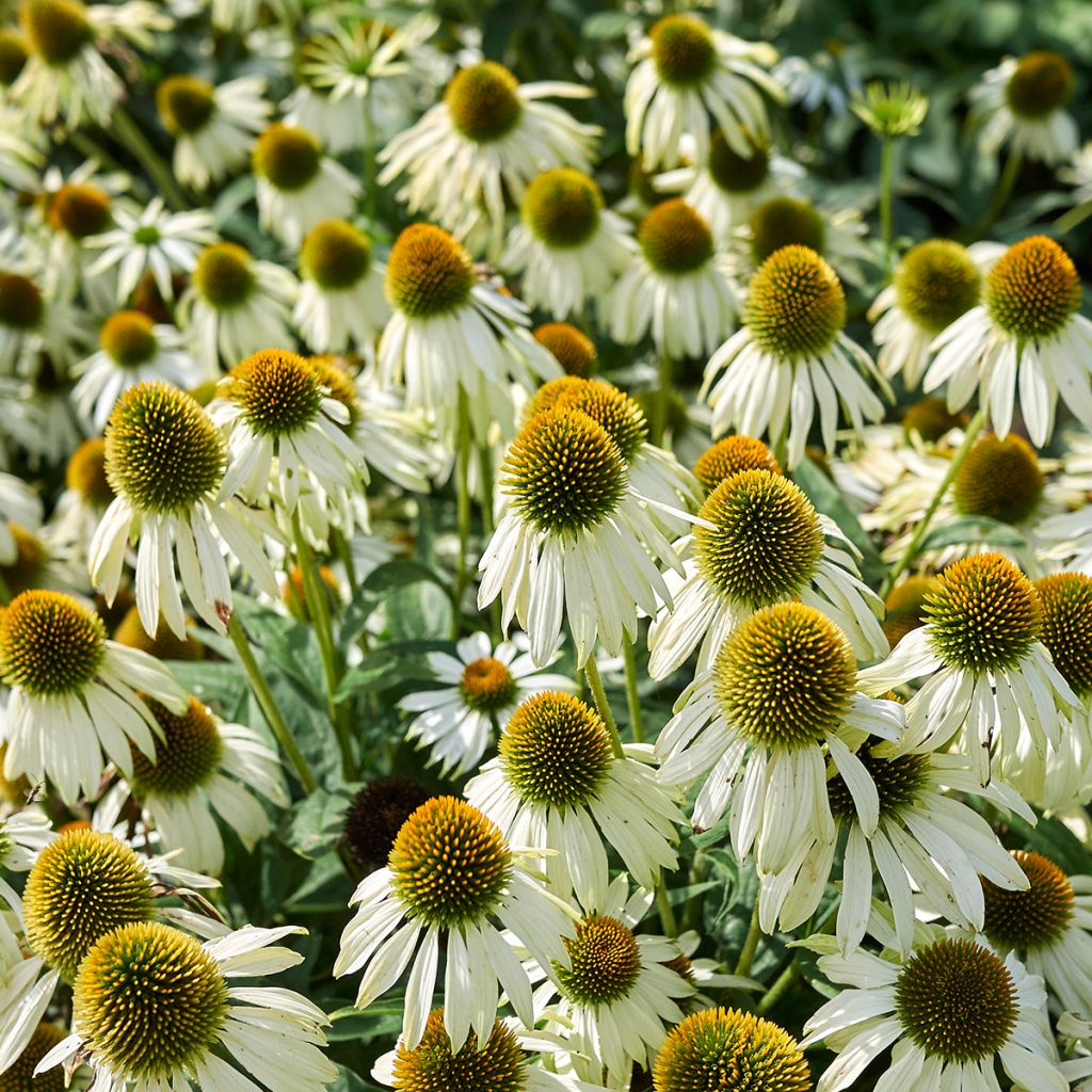 Echinacea purpurea 'Alba'