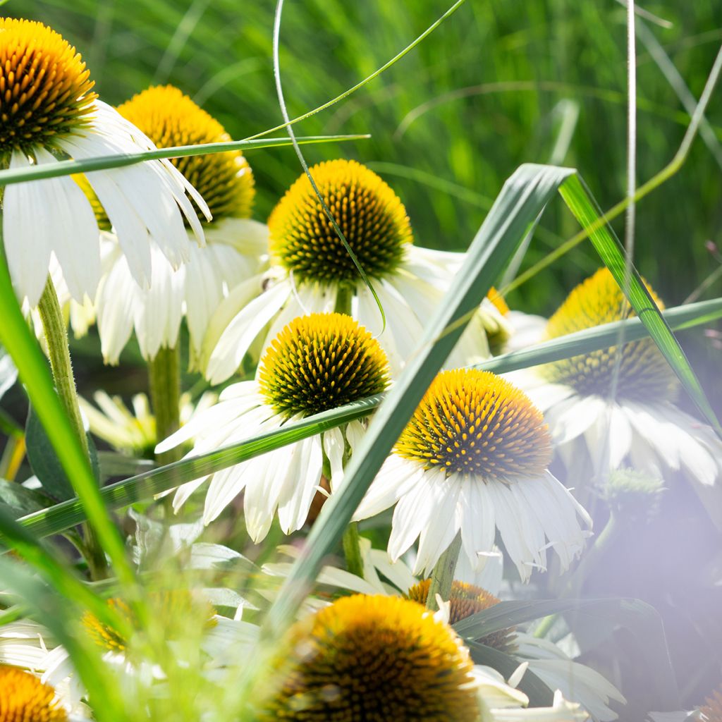 Echinacea purpurea 'Alba'