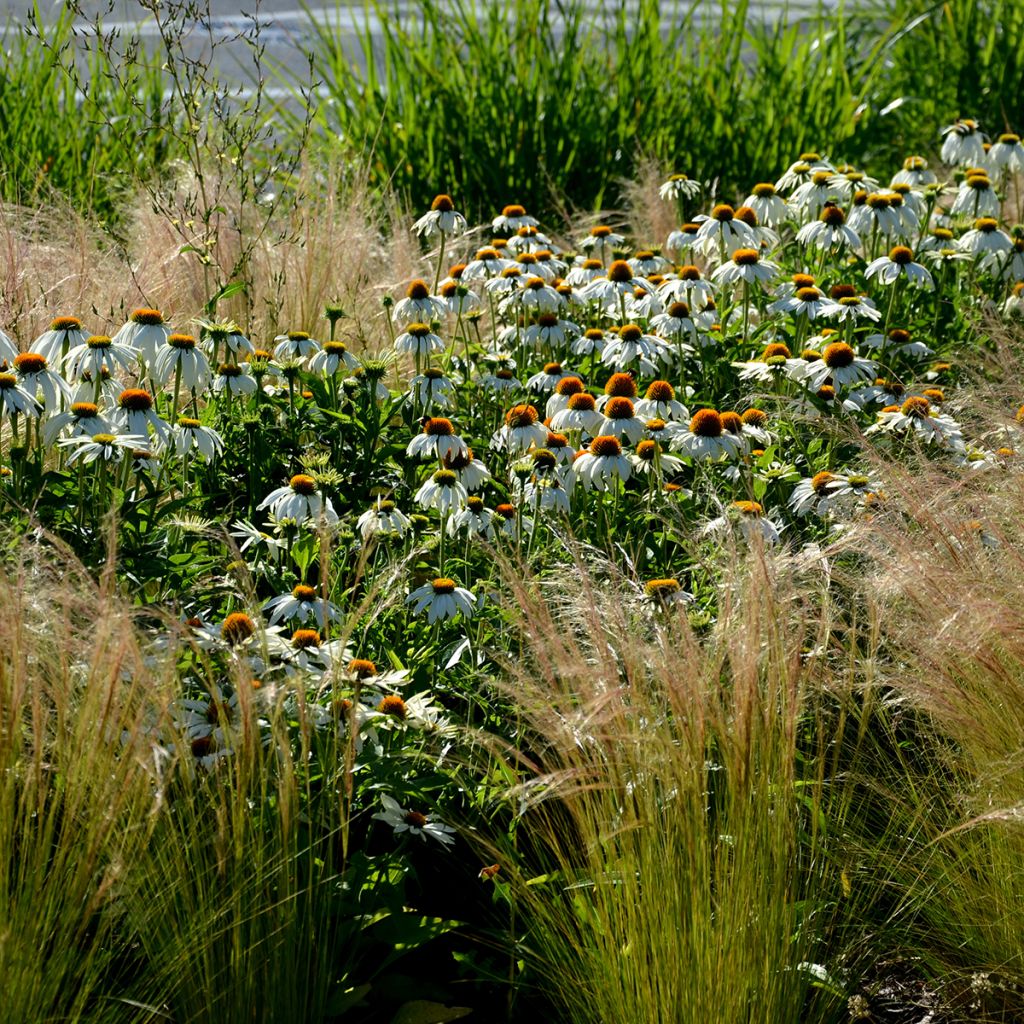 Echinacea purpurea 'Alba'