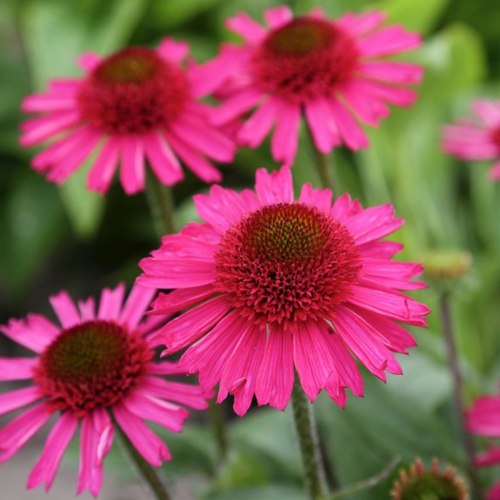 Echinacea purpurea Delicious Candy - Purple coneflower