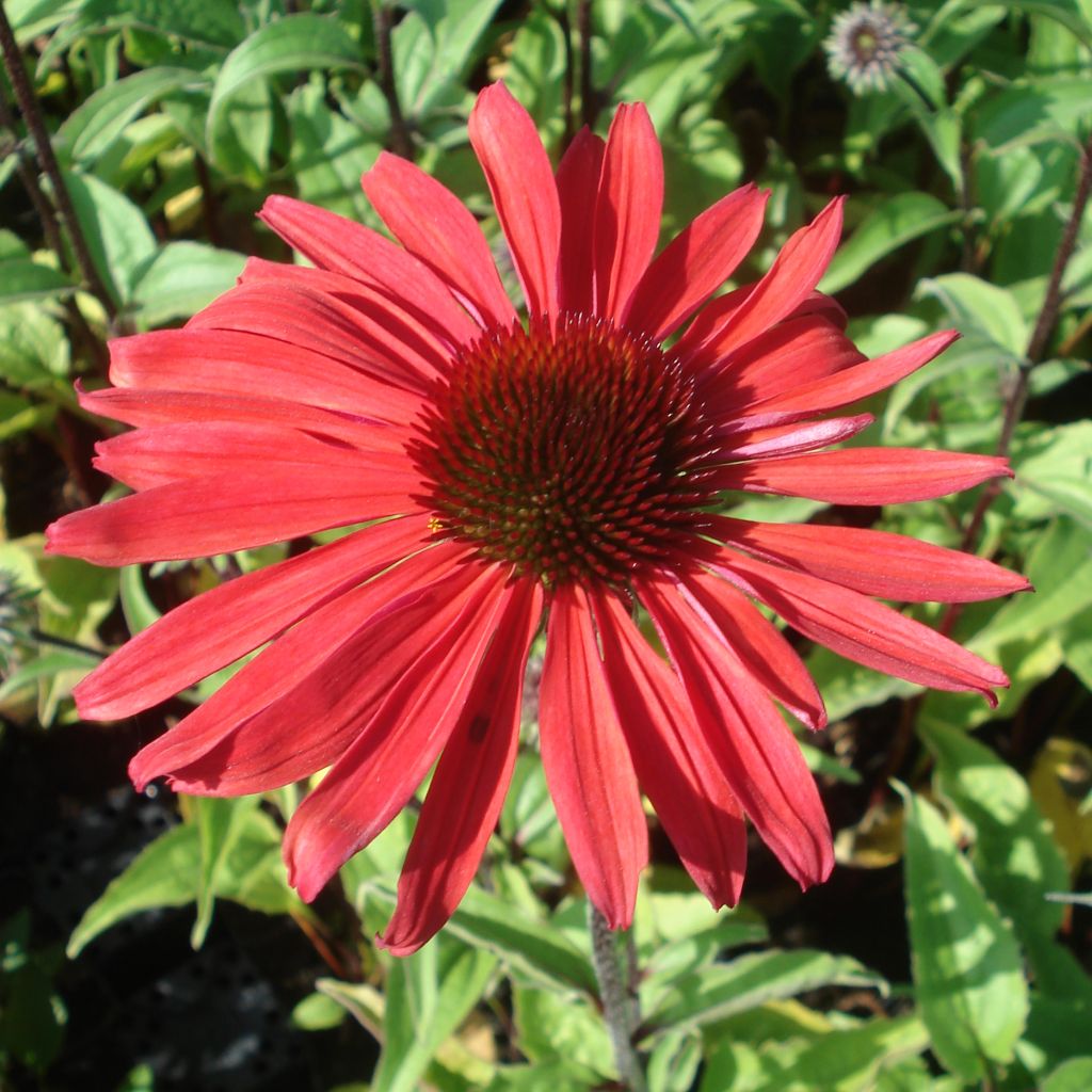 Echinacea Solar Flare - Purple Coneflower