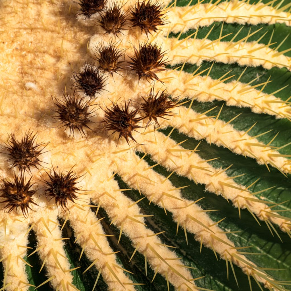 Echinocactus grusonii - Golden barrel cactus