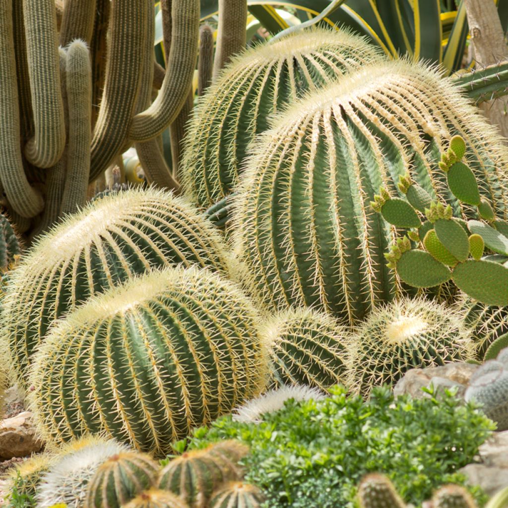 Echinocactus grusonii - Golden barrel cactus
