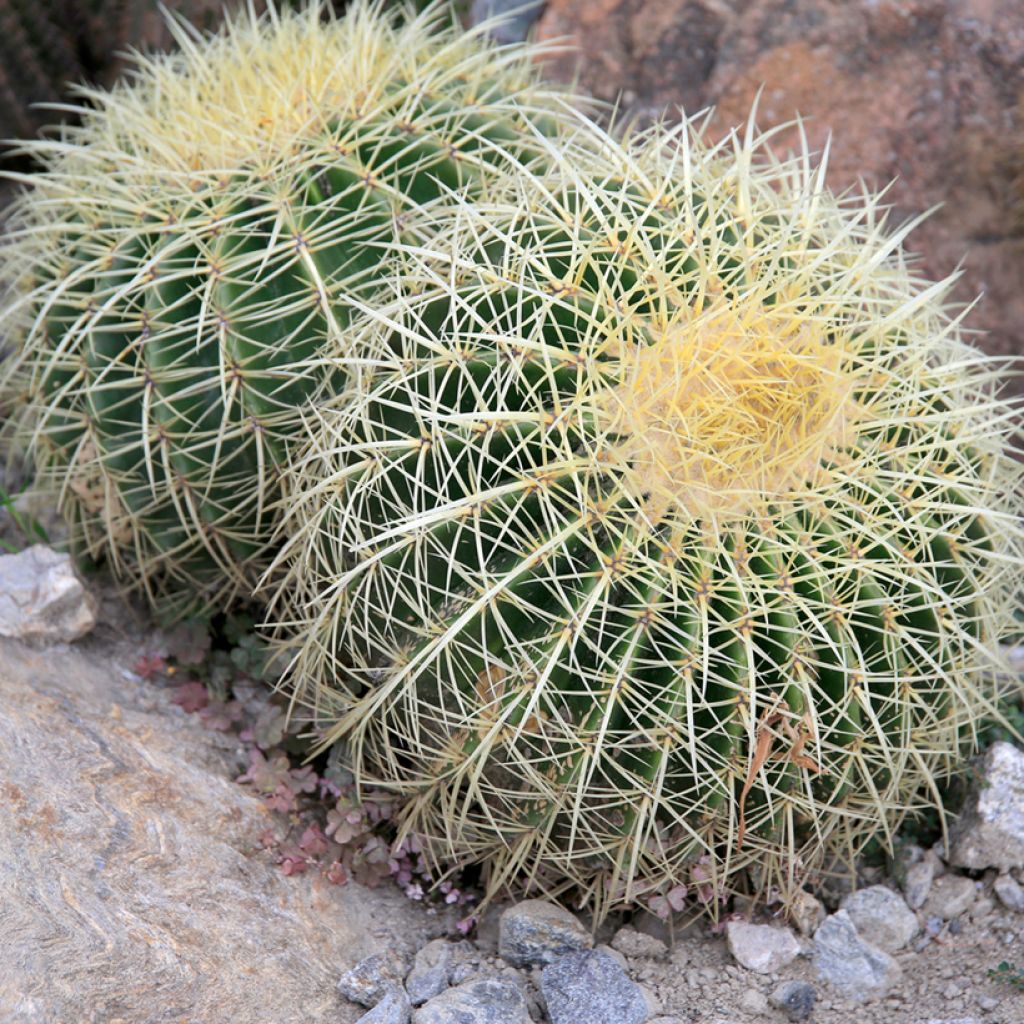 Echinocactus grusonii - Golden barrel cactus