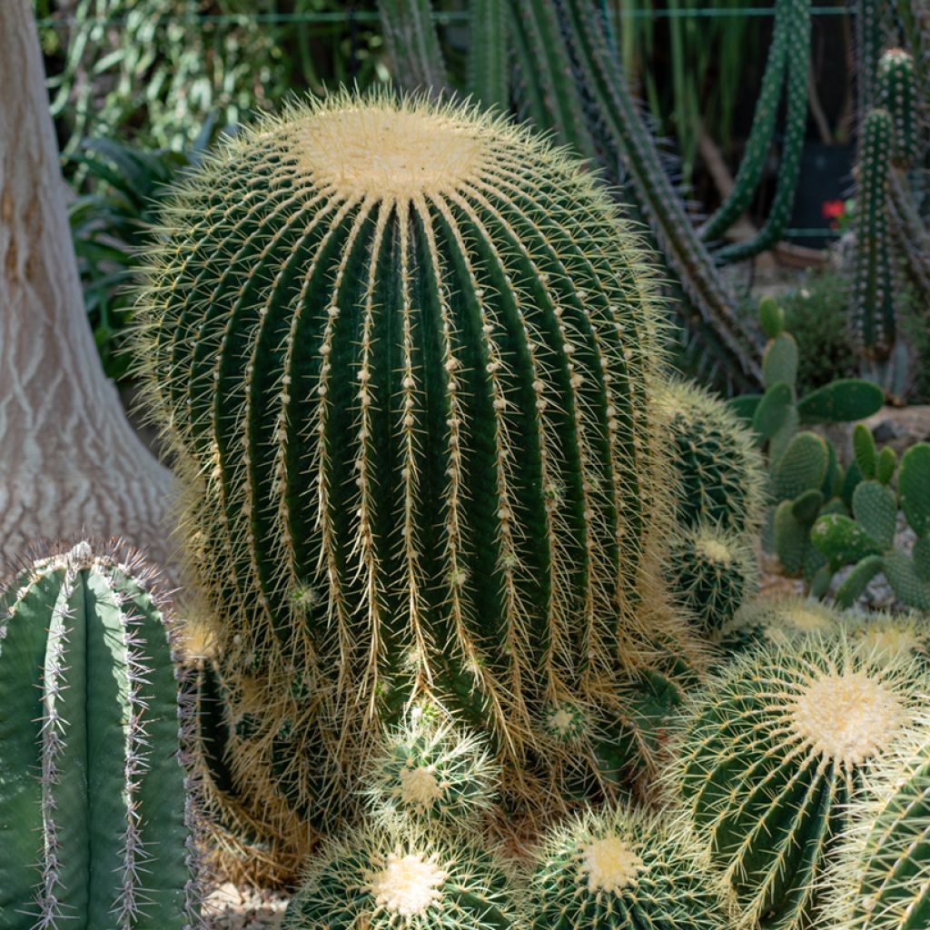 Echinocactus grusonii - Golden barrel cactus