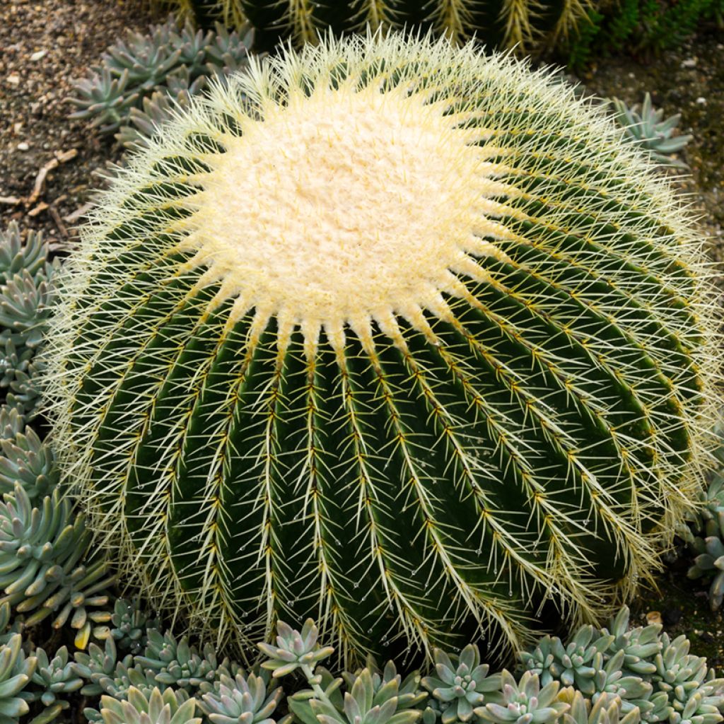 Echinocactus grusonii - Golden barrel cactus
