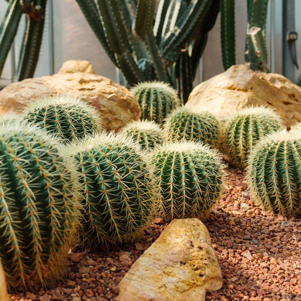 Echinocactus grusonii - Golden barrel cactus