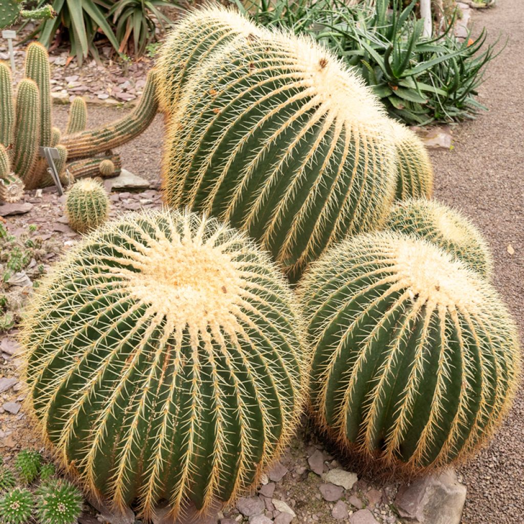 Echinocactus grusonii - Golden barrel cactus