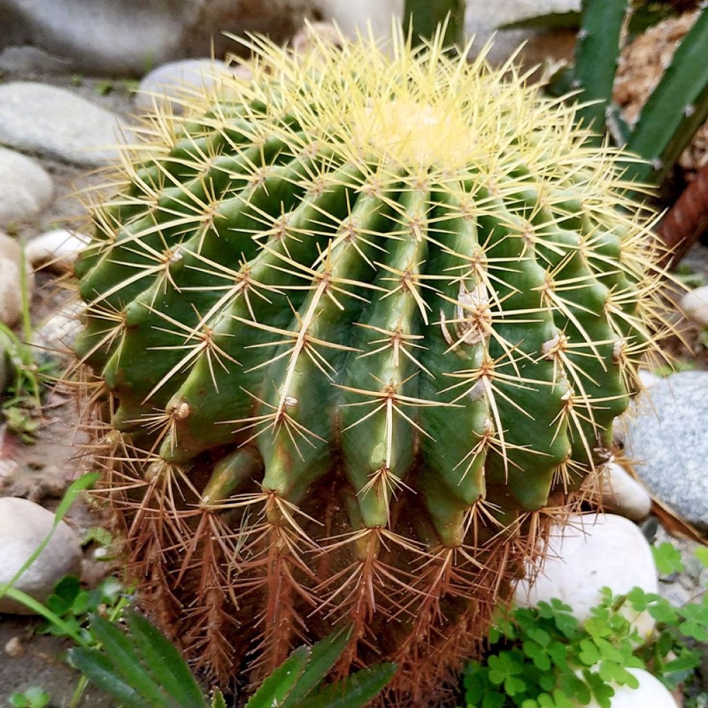 Echinocactus grusonii - Golden barrel cactus