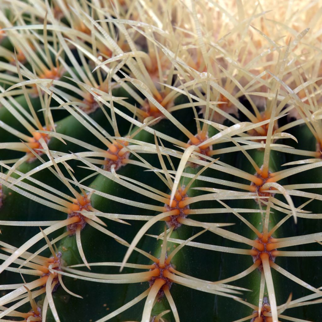 Echinocactus grusonii - Golden barrel cactus