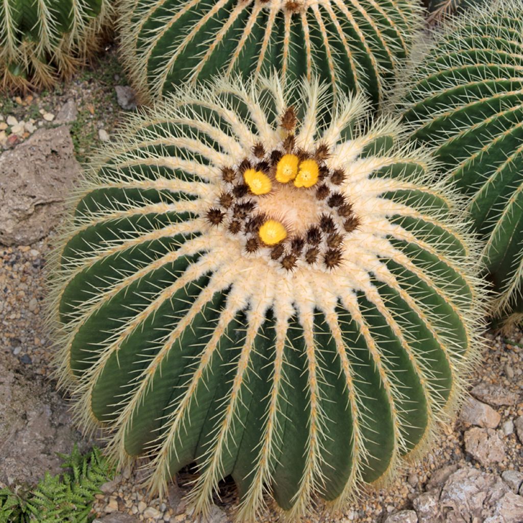 Echinocactus grusonii - Golden barrel cactus