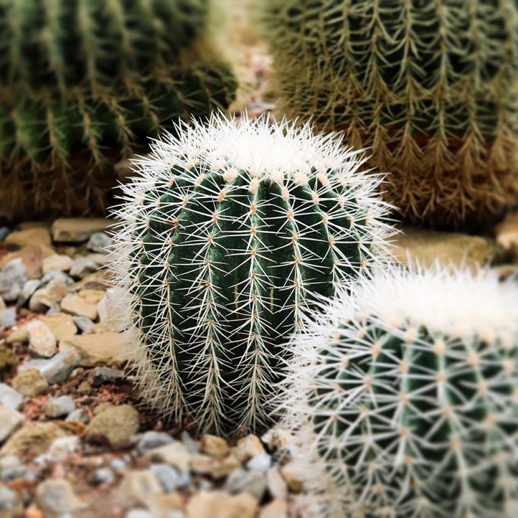 Echinocactus grusonii var. albispinus - Golden barrel cactus