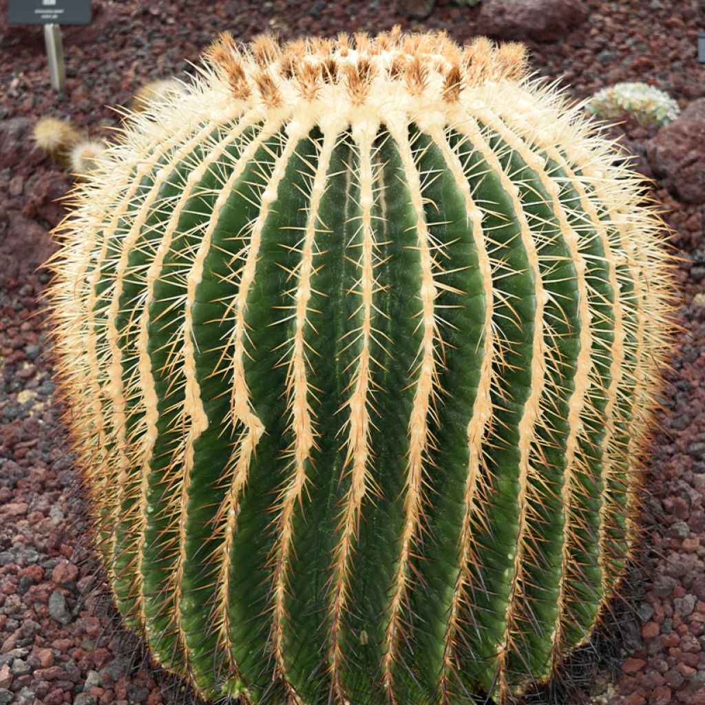 Echinocactus grusonii var. albispinus - Golden barrel cactus