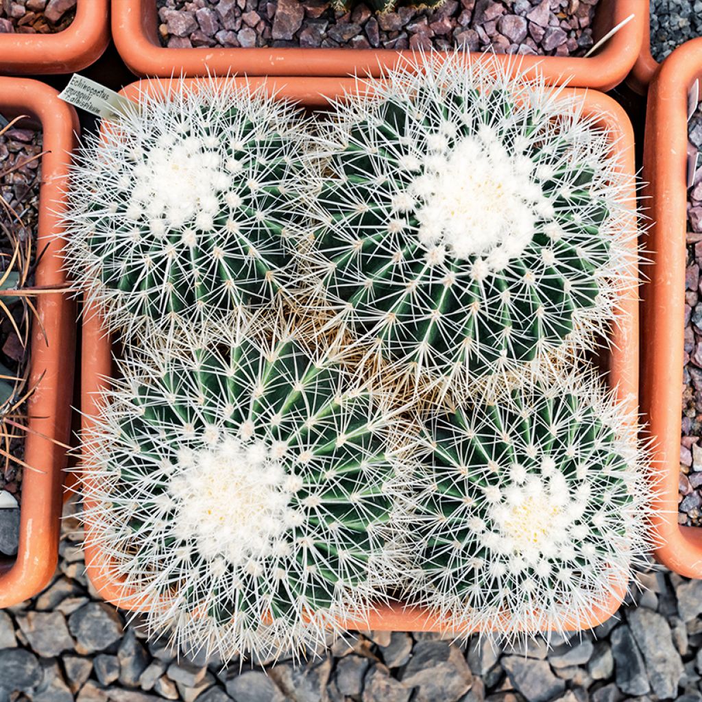 Echinocactus grusonii var. albispinus - Golden barrel cactus