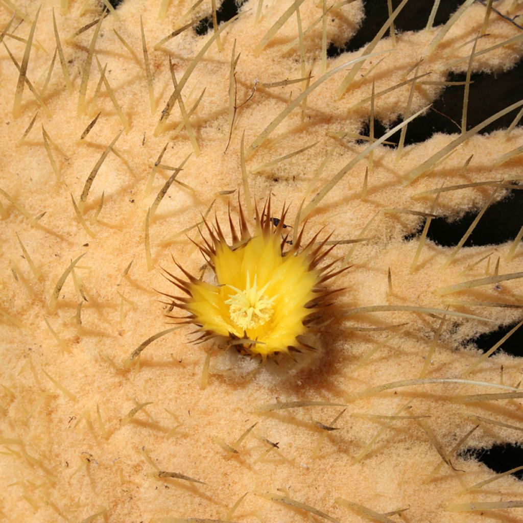 Echinocactus grusonii var. brevispinus - Golden barrel cactus