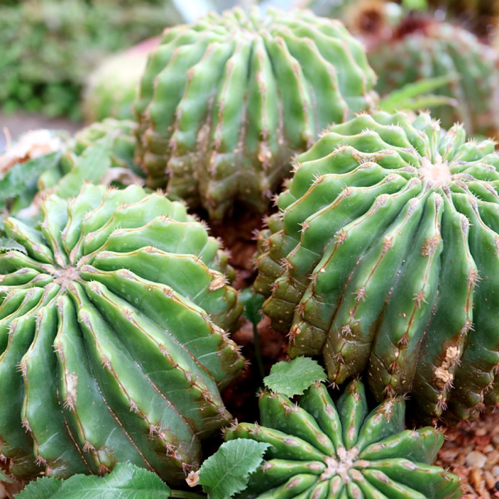 Echinocactus grusonii var. brevispinus - Golden barrel cactus