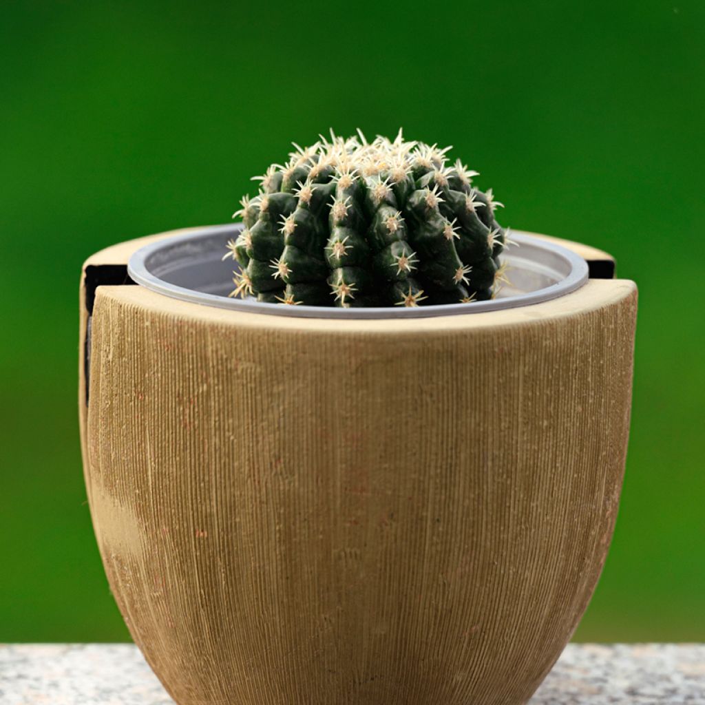 Echinocactus grusonii var. brevispinus - Golden barrel cactus