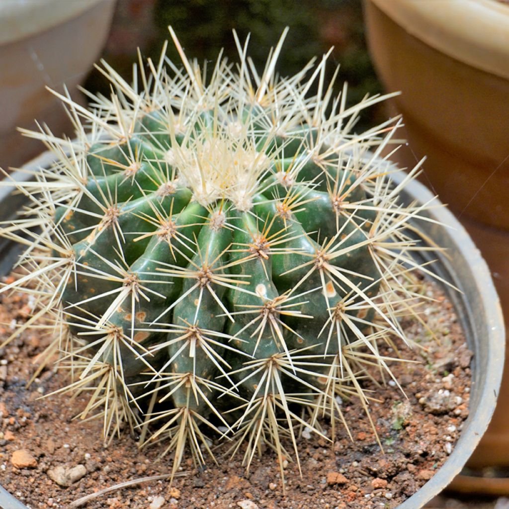 Echinocactus grusonii var. brevispinus - Golden barrel cactus