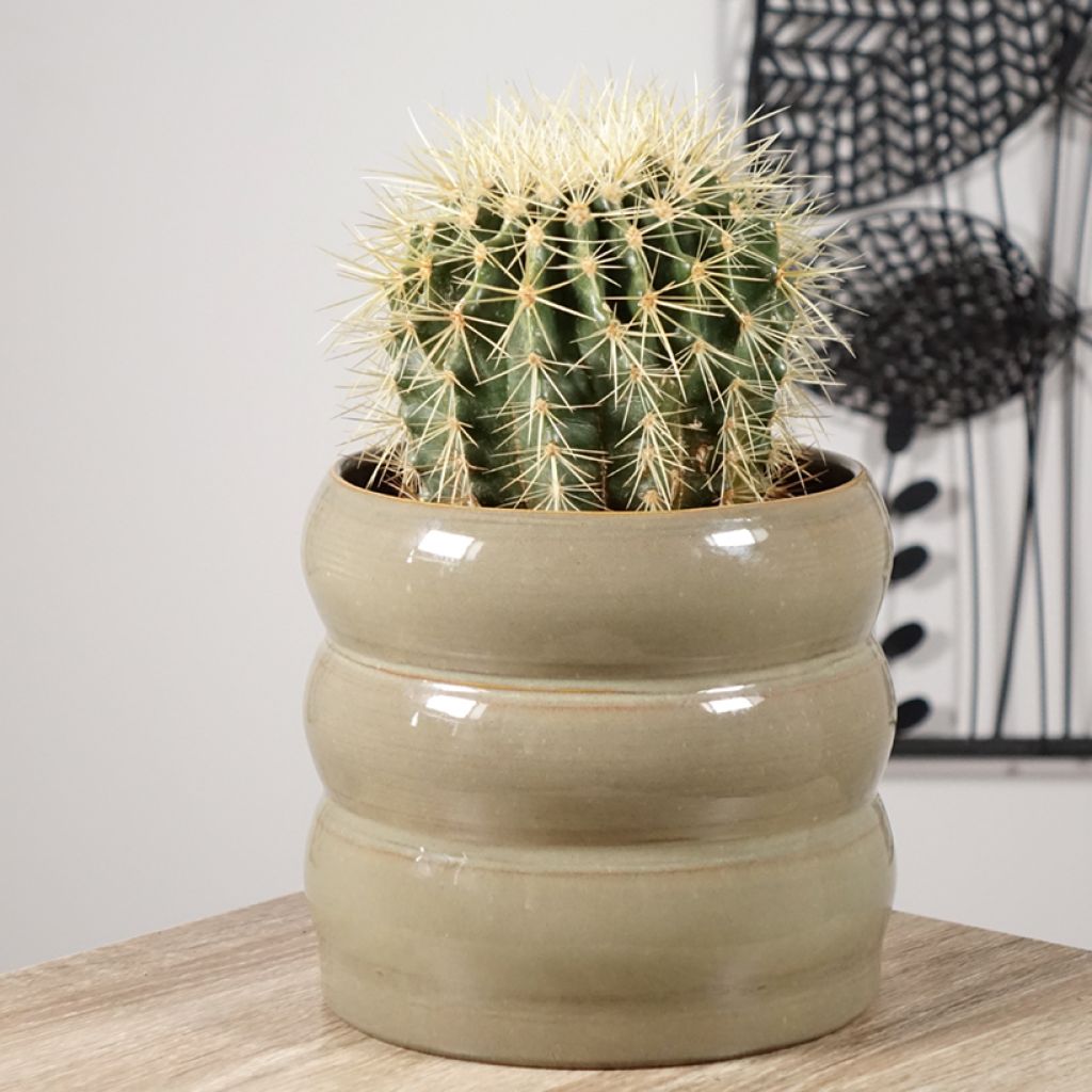 Echinocactus grusonii - Golden barrel cactus