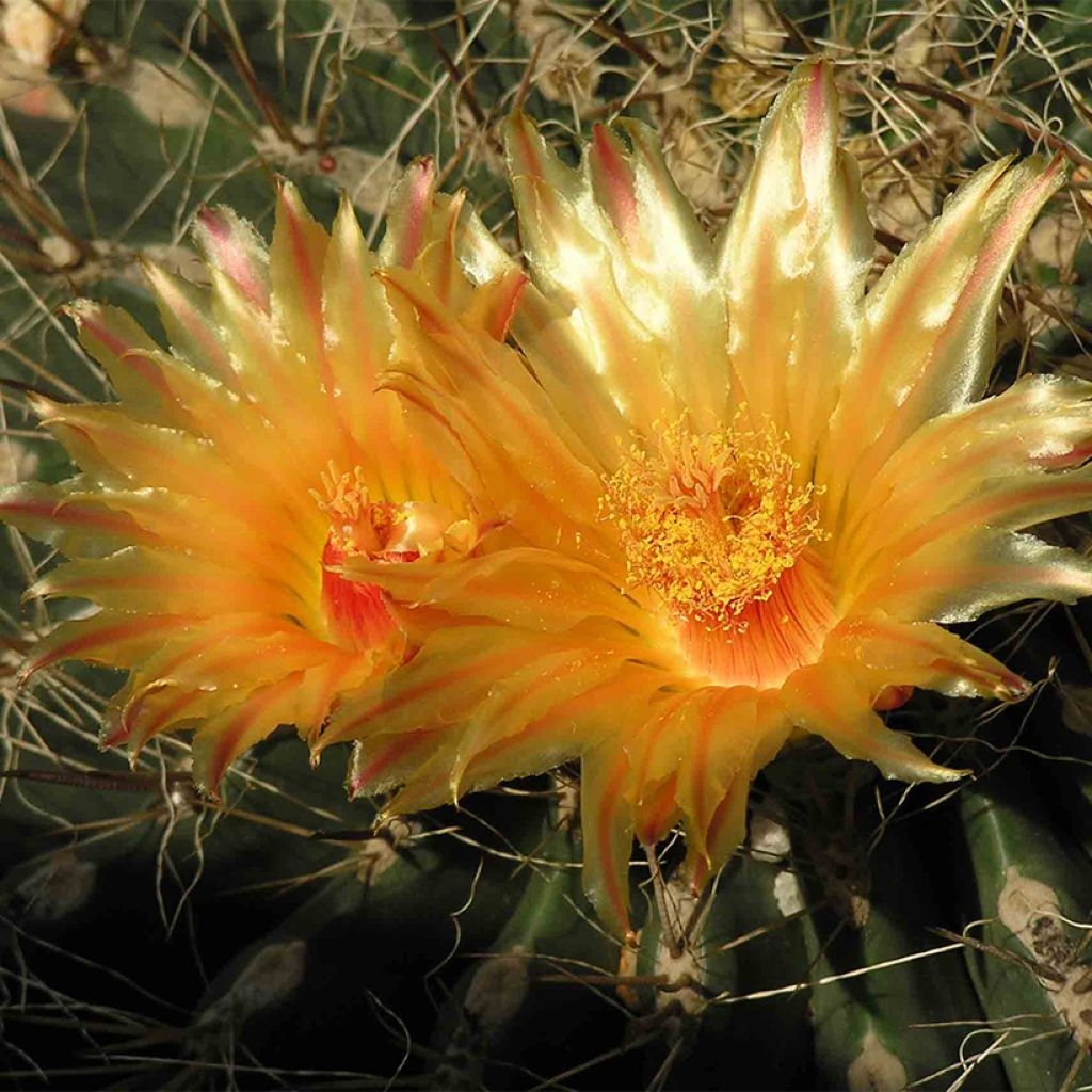 Echinocactus grusonii var. albispinus - Golden barrel cactus