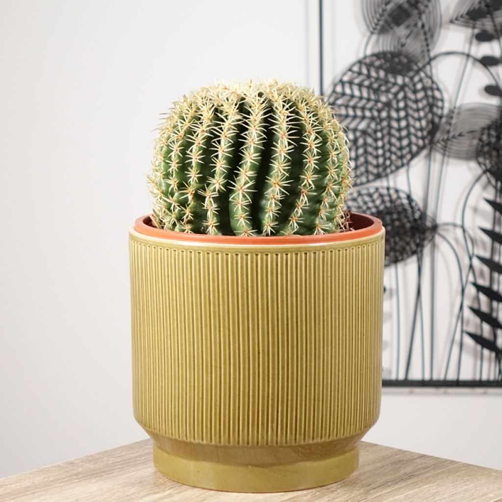 Echinocactus grusonii var. brevispinus - Golden barrel cactus