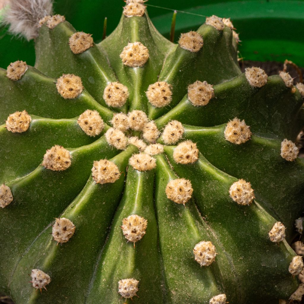 Echinopsis multiplex - Easter lily cactus