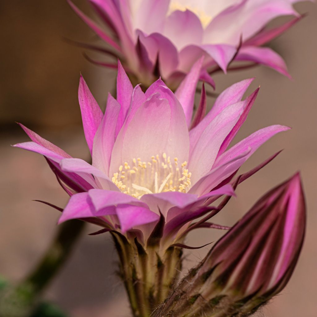 Echinopsis multiplex - Easter lily cactus