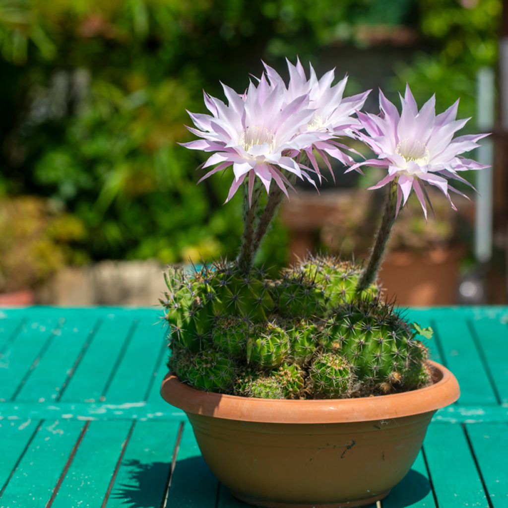 Echinopsis multiplex - Easter lily cactus