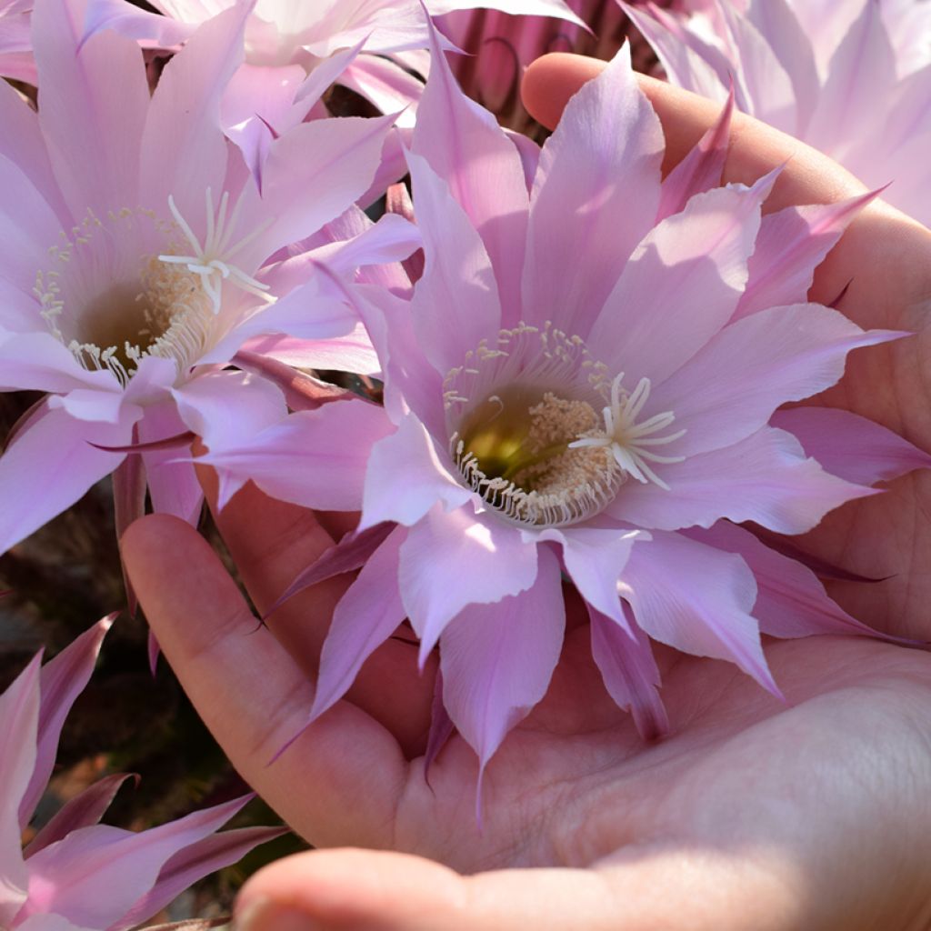 Echinopsis multiplex - Easter lily cactus