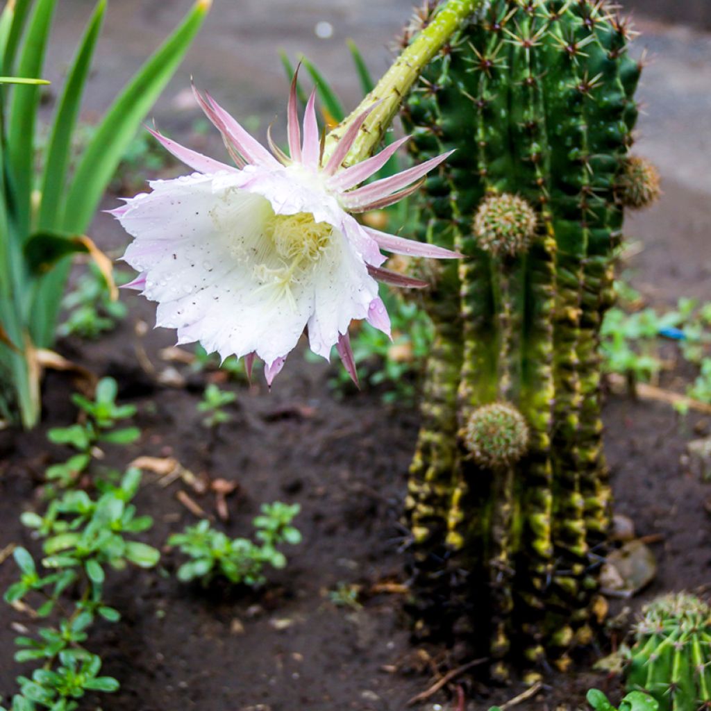 Echinopsis multiplex - Easter lily cactus