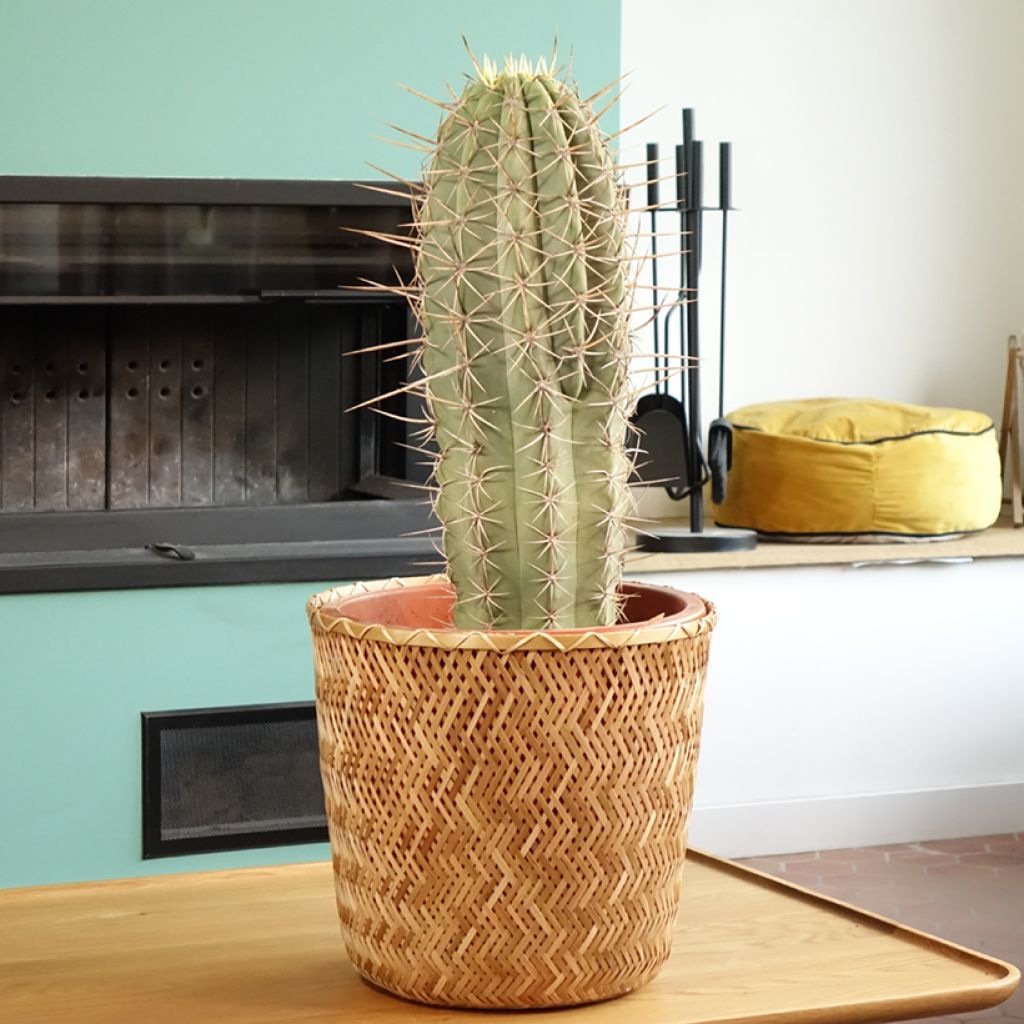 Echinopsis atacamensis subsp. pasacana - Columnar cactus