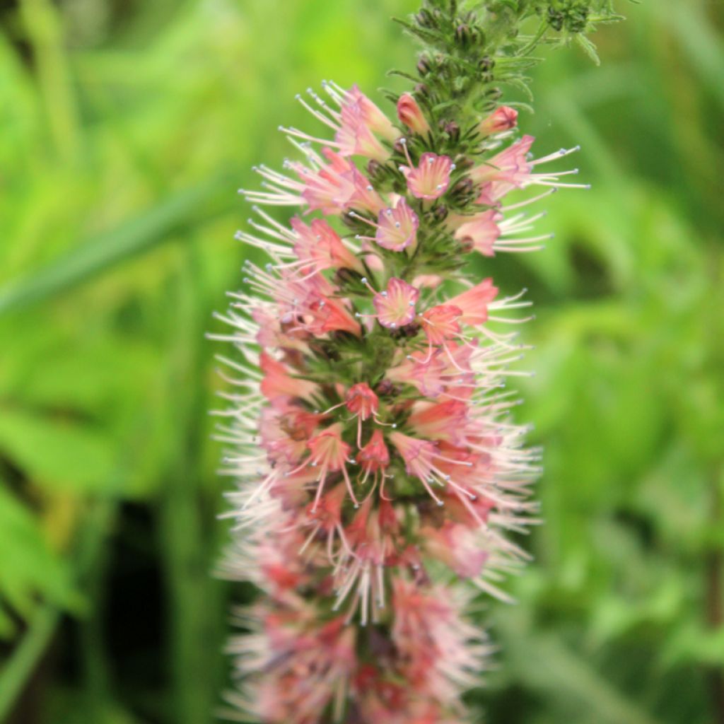 Echium amoenum Red Feathers