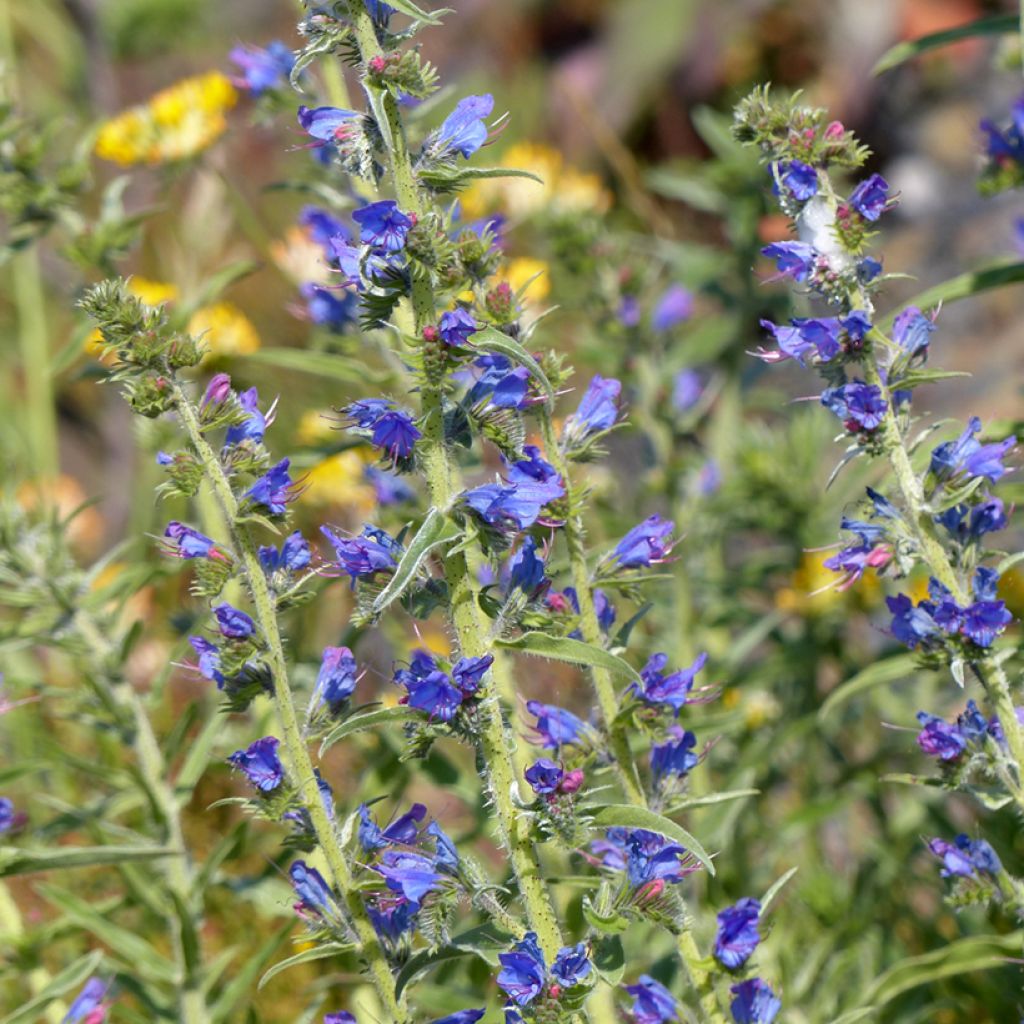 Echium vulgare