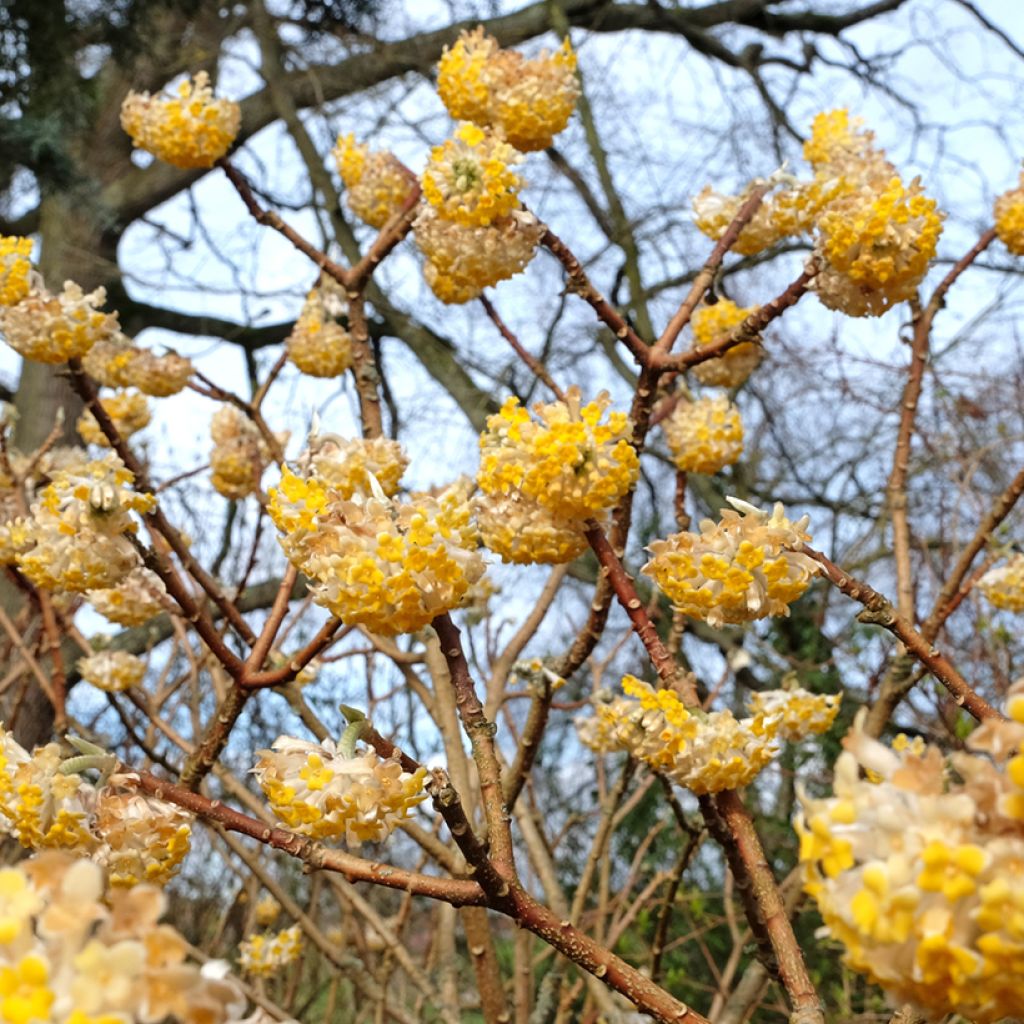 Edgeworthia chrysantha Grandiflora