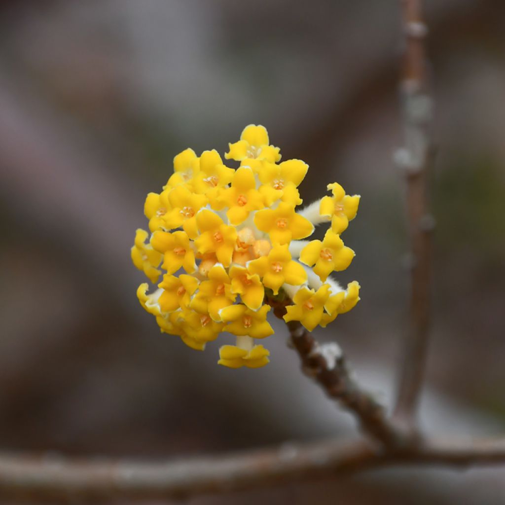 Edgeworthia chrysantha Grandiflora - Paperbush