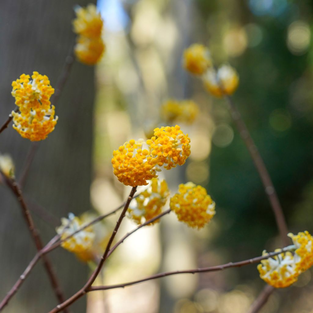 Edgeworthia chrysantha Grandiflora - Paperbush